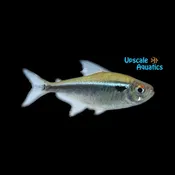 Black Neon Tetra ( Hyphessobrycon herbertaxelrodi)