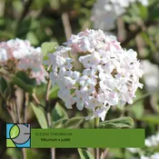 Juddii Viburnum - Viburnum x juddii