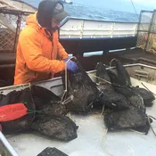 Bait Bags