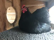 Egg Box Liner