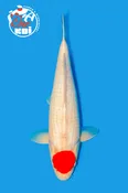 21” Takigawa Tancho Kohaku  Nisai Female