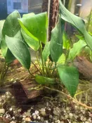 Anubias on Driftwood