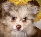 Pomeranian (M) 24890