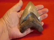 4 1/4″ Megalodon Tooth / Shark Tooth / Fossil