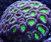 Favia Brain