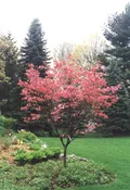 'Cherokee Brave' Dogwood