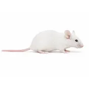Adult Mice