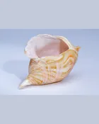 Amber Wave Shell — Expressive Glass