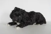 Cockapoo