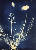 Botanical Cyanotypes: Learn the magic of printing with the sun  with Viktorsha Uliyanova — Mar 15 — Mendocino Art Center