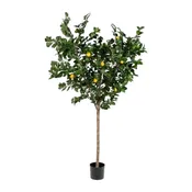 7’ Lemon Tree- UV Protected