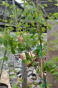 Amelanchier Grandiflora Autumn Brilliance 2-Gal