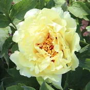 Firstlight NZ (2 year graft)