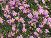 'American Dream' Tickseed