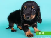 Miniature Dachshund – 15188