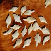 10pcs XL White Gar Fish Scales 1-1.5in Natural Craft Supplies