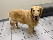 Goldens 5 yrs - 7 yrs