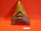 3 9/16″ Megalodon Tooth / Shark Tooth / Fossil