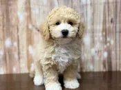 Bichapoo – 4356