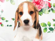 Beagle – 49461