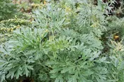 Absinthe (Wormwood) Essential Oil, Wild Crafted