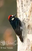 Acorn Woodpecker adult male Tekiela RJ1V4371