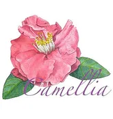 Camellia – Botanicals