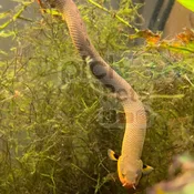 African Rope fish / Reed fish (Erpetoichthys calabaricus)