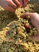 Mexico Nayarit Gruppo Terruño Washed