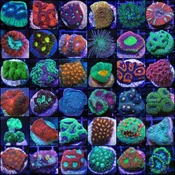 LPS Frag Pack- 05 Frags