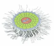 3B Absorption Zone of the Root relief model enlarged