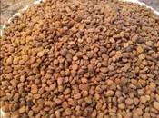 American Ginseng Seeds For Sale: 1 lb