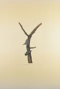 Plate 105-Red breasted Nuthatch — Taylor Clark Gallery