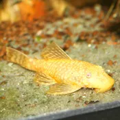 Albino Bushy Nose Pleco (5 pack)