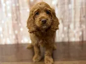 Cockapoo – 4372