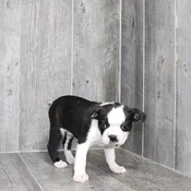 Bailey