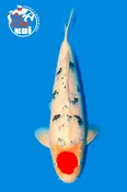 21” Takigawa  Tancho Sanke Female
