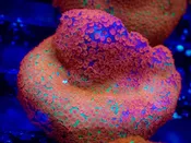 WYSIWYG JF Reverse Sunset Montipora