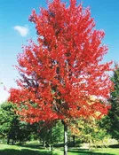 Autumn Blaze Maple