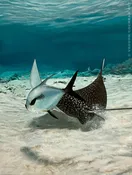 Beautiful Swimmers Original