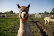 Sponsor an Alpaca — Integrity Alpacas & Fiber