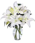 CASA BLANCA LILIES