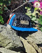 5 Panel Blue PachaMama