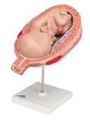 3B 7th Month Fetus normal position