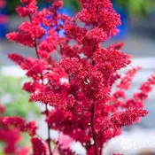 Astilbe arendsii 'Fanal'