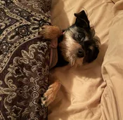 Contest - Bedtime Chloe- Coletta