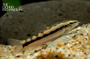 Ambastaia sidthimunki — “Dwarf Chain Loach “