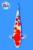 15” Sakamaki Showa Nisai female