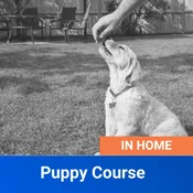 In Home Puppy Course