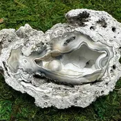 Agatized Fossilized Coral (#1317)